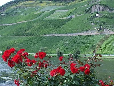 Anneliese Schmitgen Bed & Breakfast Bernkastel-Kues Exterior foto